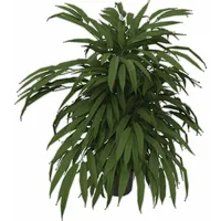 Soennecken Kunstpflanze Ficus 360Blatt Höhe 800mm Kunststofftopf 4003969062047 Soennecken