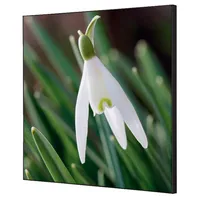 Showdown Displays Showdown Wanddekoration Set 40x40cm Weiße Blume Schneeglöckchen 8596052181276 Showdown Displays