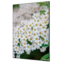 Showdown Displays Showdown Wanddekoration Set A1 Weiße Blume Spirea 8596052181597 Showdown Displays