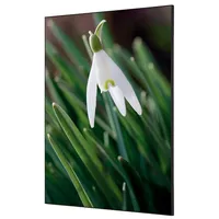 Showdown Displays Showdown Wanddekoration Set A1 Weiße Blume Schneeglöckchen 8596052181573 Showdown Displays