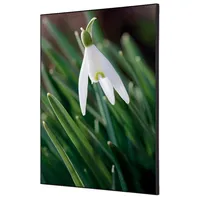 Showdown Displays Showdown Wanddekoration Set A2 Weiße Blume Schneeglöckchen 8596052181870 Showdown Displays