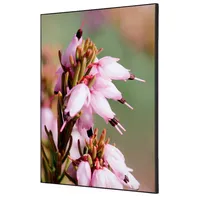 Showdown Displays Showdown Wanddekoration Set A2 Pinke Blume Erica 8596052181917 Showdown Displays