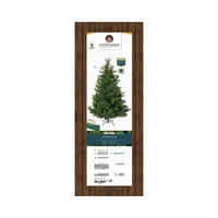 Kaemingk Weihnachtsbaum EVERLANDS Nordmann Tanne 684307 210cm 8720194648759 Kaemingk